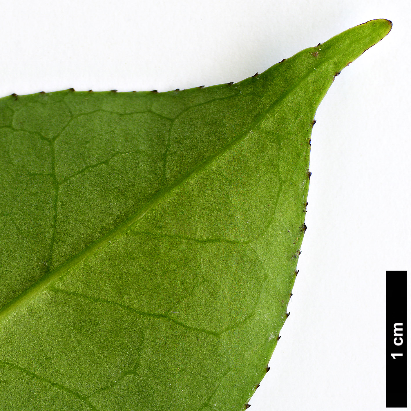 High resolution image: Family: Aquifoliaceae - Genus: Ilex - Taxon: fargesii - SpeciesSub: subsp. melanotricha